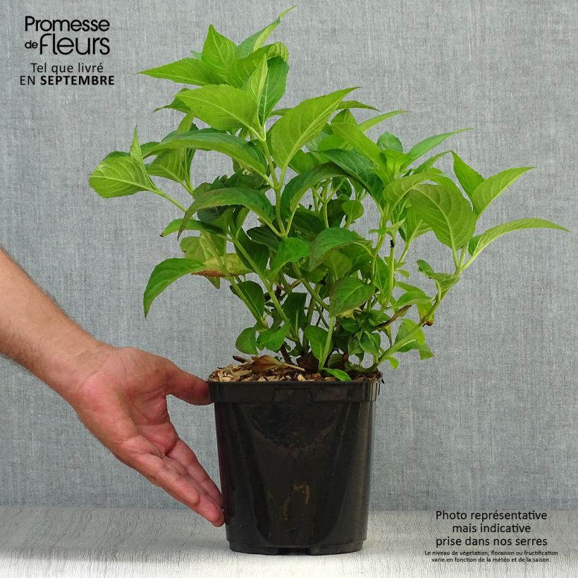 Esemplare di Hydrangea serrata Impératrice Eugénie - Ortensia Vaso da 2L/3L come consegnato in autunno