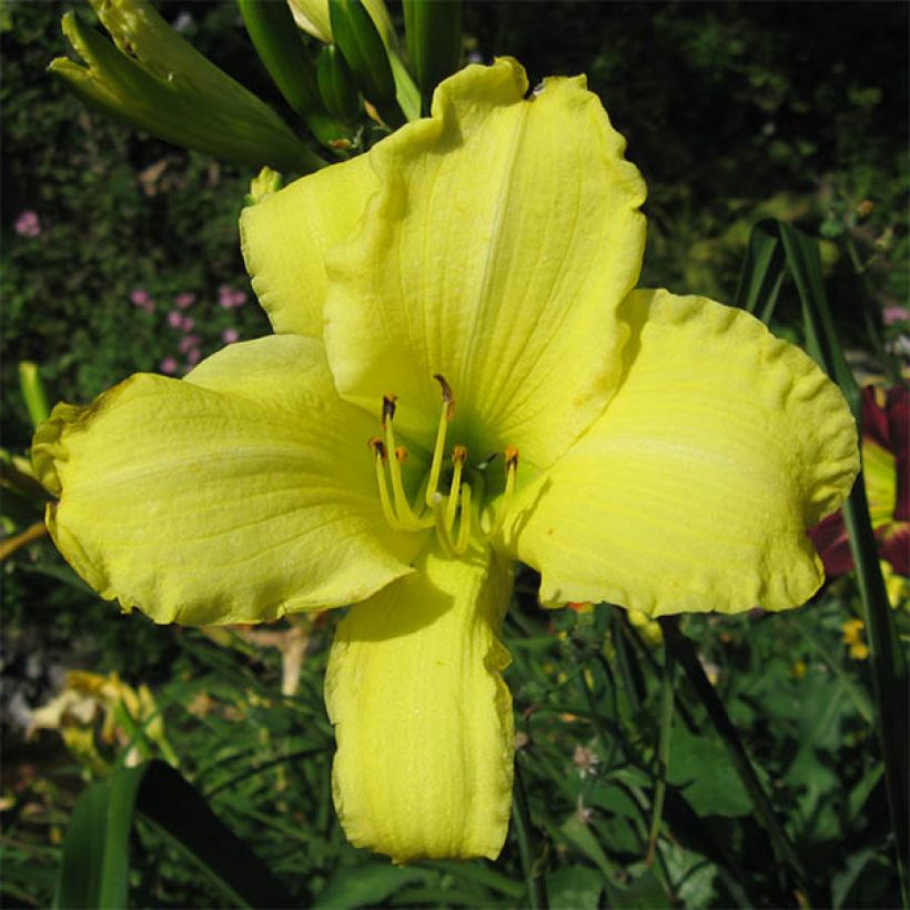 Hemerocallis Alice in Wonderland - Emerocallide (Fioritura)