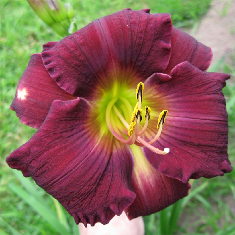 Hemerocallis Bela Lugosi - Emerocallide (Flowering)