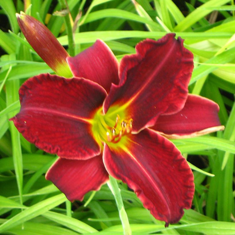 Hemerocallis Gipsy Turtle - Emerocallide (Fioritura)