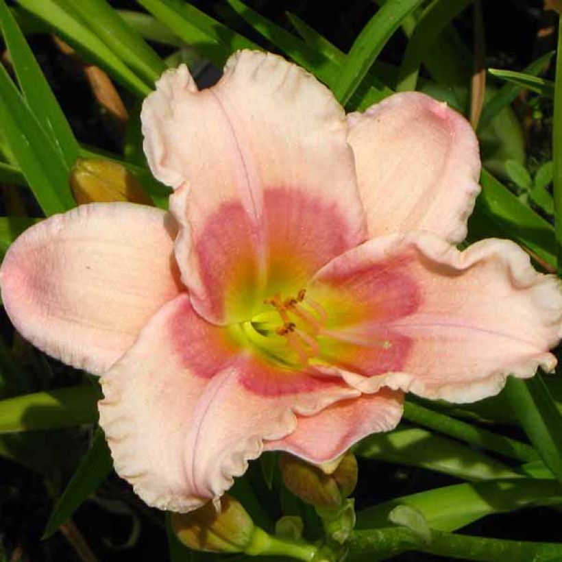 Hemerocallis Janice Brown - Emerocallide (Fioritura)