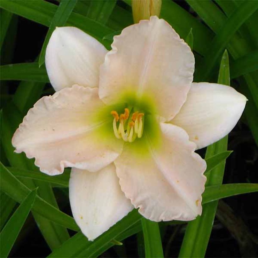 Hemerocallis Lullaby Baby - Emerocallide (Fioritura)