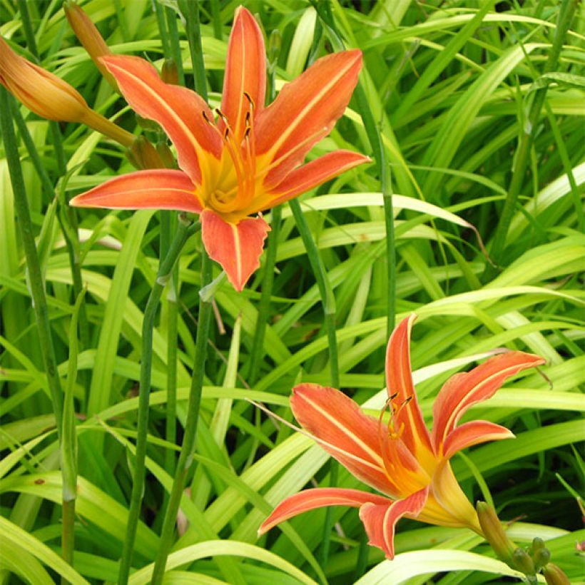 Hemerocallis Margaret Perry - Emerocallide (Fioritura)