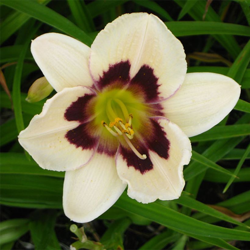 Hemerocallis Moonlight Masquerade - Emerocallide (Fioritura)