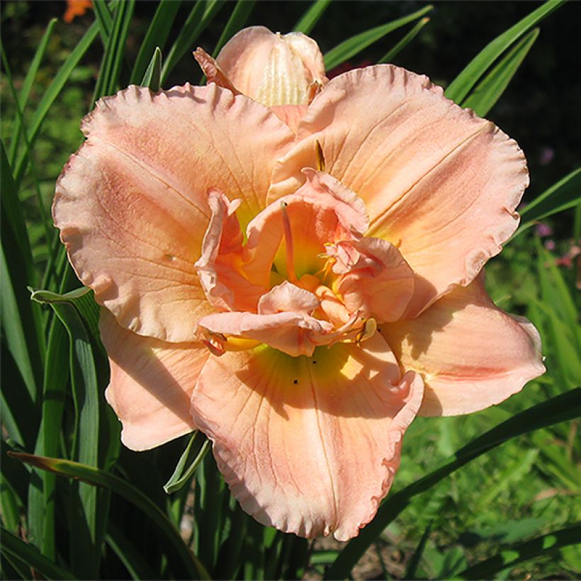 Hemerocallis Siloam Double Classic - Emerocallide (Flowering)