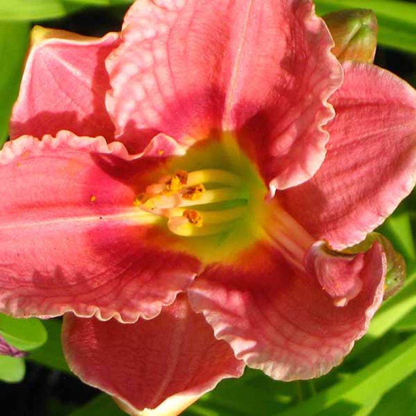 Hemerocallis Siloam Ribbon Candy - Emerocallide (Fioritura)