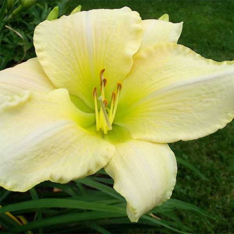 Hemerocallis Snowy Apparition - Emerocallide (Flowering)