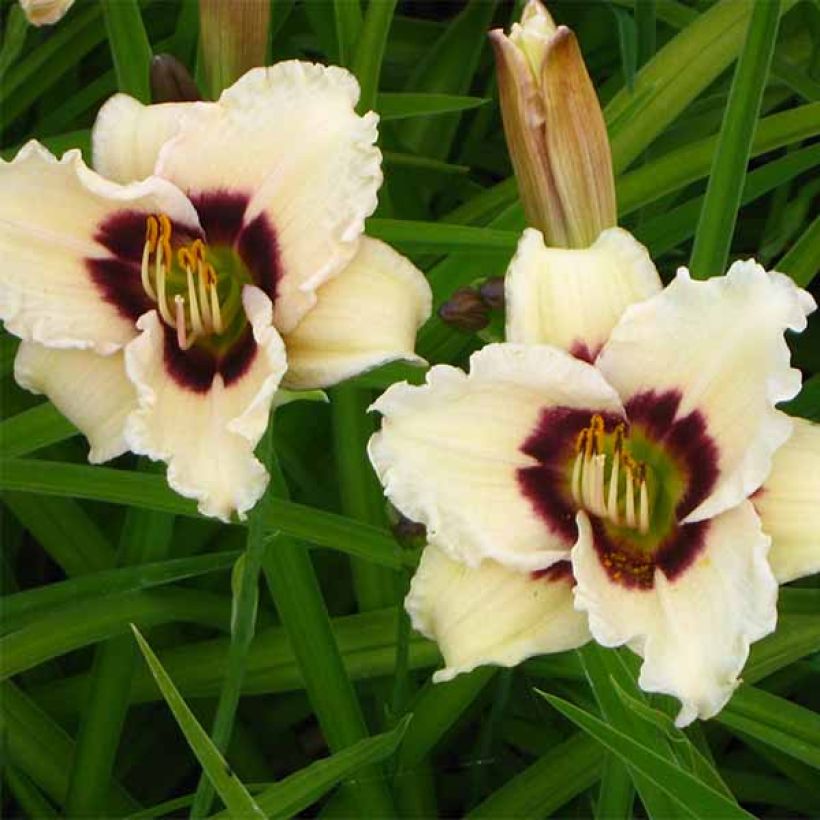 Hemerocallis Snowy Eyes - Emerocallide (Fioritura)