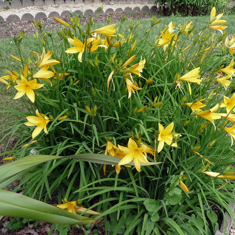 Hemerocallis citrina - Emerocallide (Plant habit)