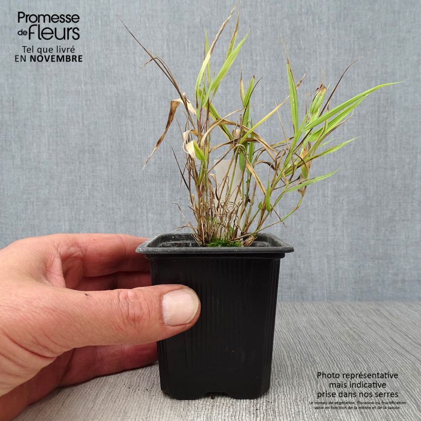 Esemplare di Hakonechloa macra Aureola - Erba della foresta giapponese Vasetto da 7/8 cm come consegnato in autunno