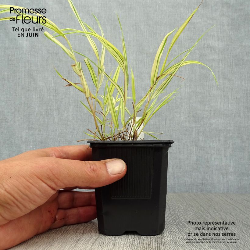 Esemplare di Hakonechloa macra Aureola - Erba della foresta giapponese Vasetto da 7/8 cm consegnato in estate
