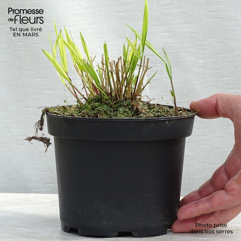 Example of Hakonechloa macra Aureola - Erba della foresta giapponese Vaso da 2L/3L as you get in printemps