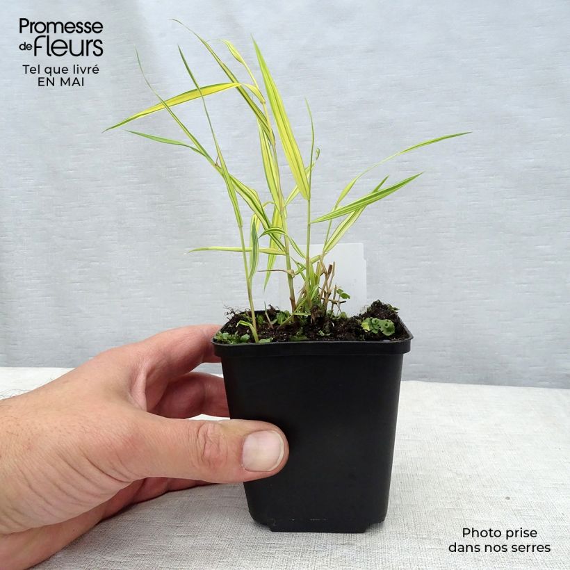 Example of Hakonechloa macra Aureola - Erba della foresta giapponese Vasetto da 7/8 cm as you get in printemps