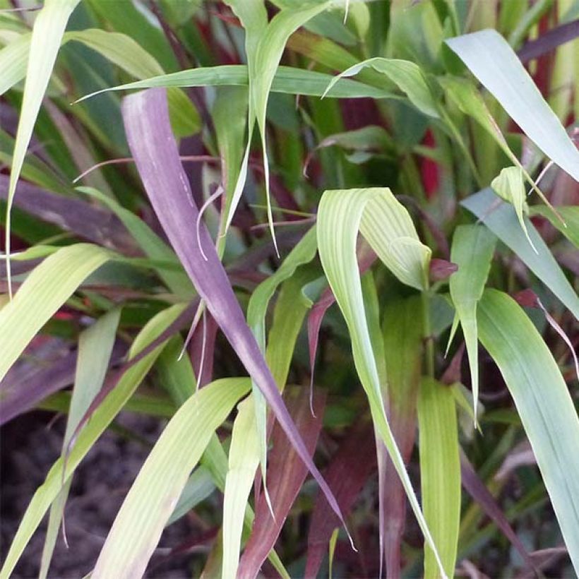 Hakonechloa macra Beni-Kaze - Erba della foresta giapponese (Foliage)