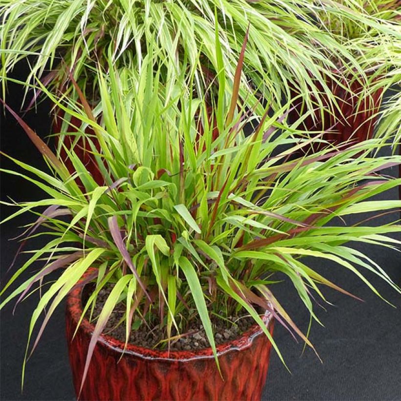 Hakonechloa macra Beni-Kaze - Erba della foresta giapponese (Plant habit)