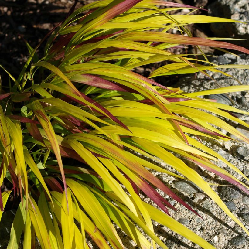 Hakonechloa macra Sunflare - Erba della foresta giapponese (Foliage)