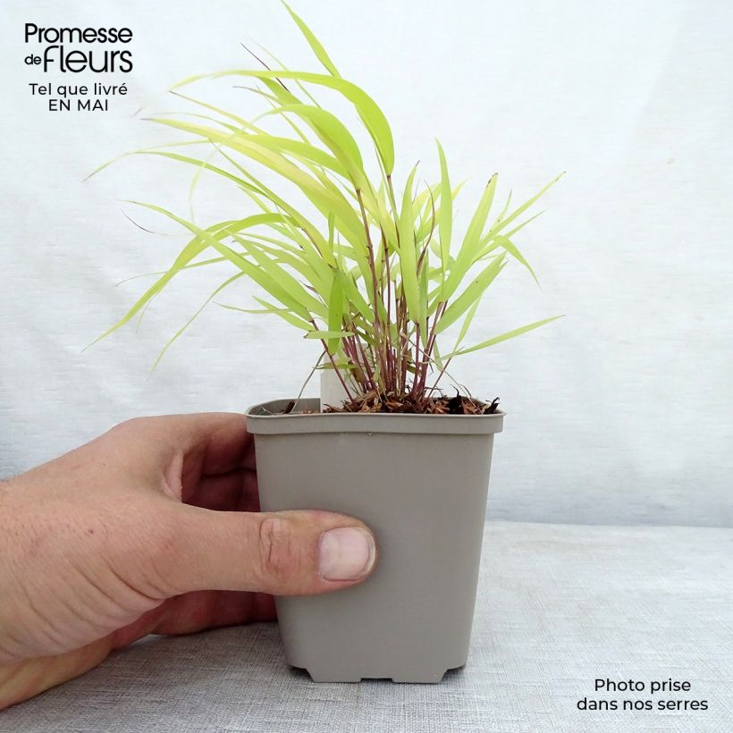 Example of Hakonechloa macra Sunflare - Erba della foresta giapponese Vasetto da 8/9 cm as you get in printemps