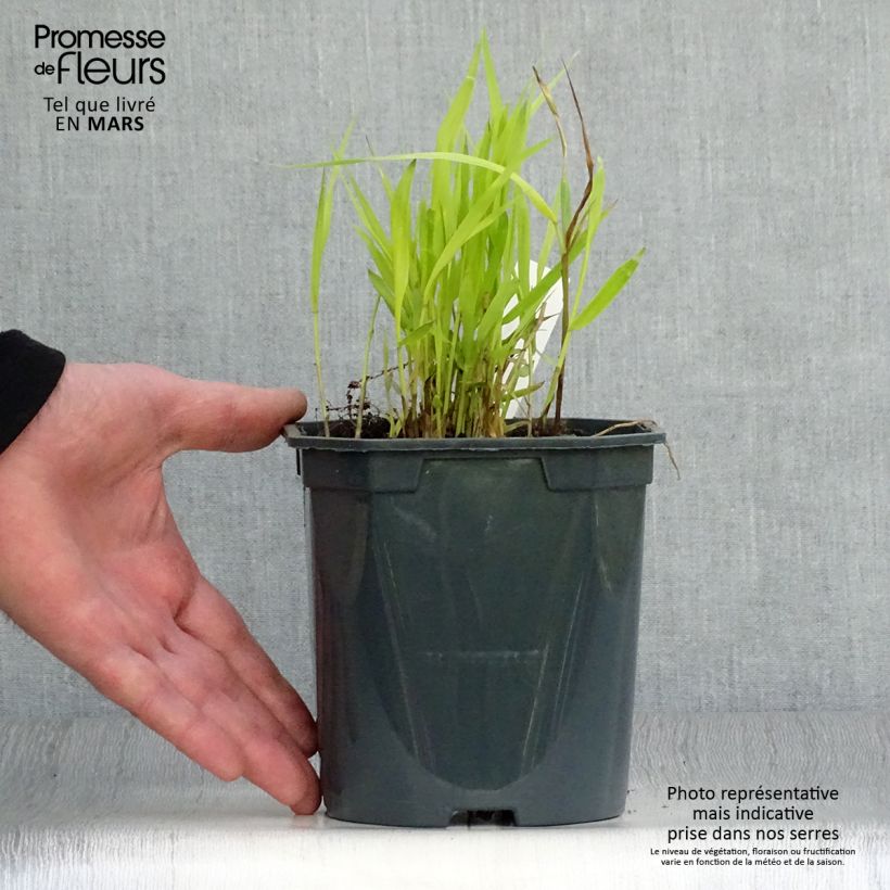 Example of Hakonechloa macra Sunflare - Erba della foresta giapponese Vaso da 1L/1,5L as you get in printemps