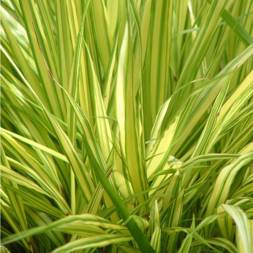 Hakonechloa macra Aureola - Erba della foresta giapponese (Foliage)