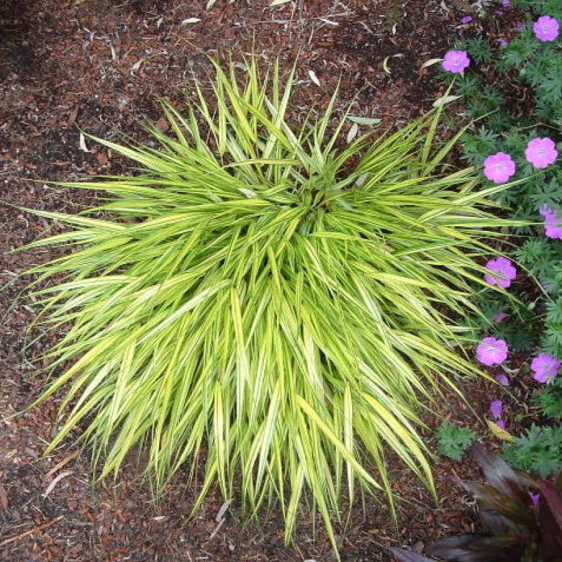 Hakonechloa macra Aureola - Erba della foresta giapponese (Plant habit)