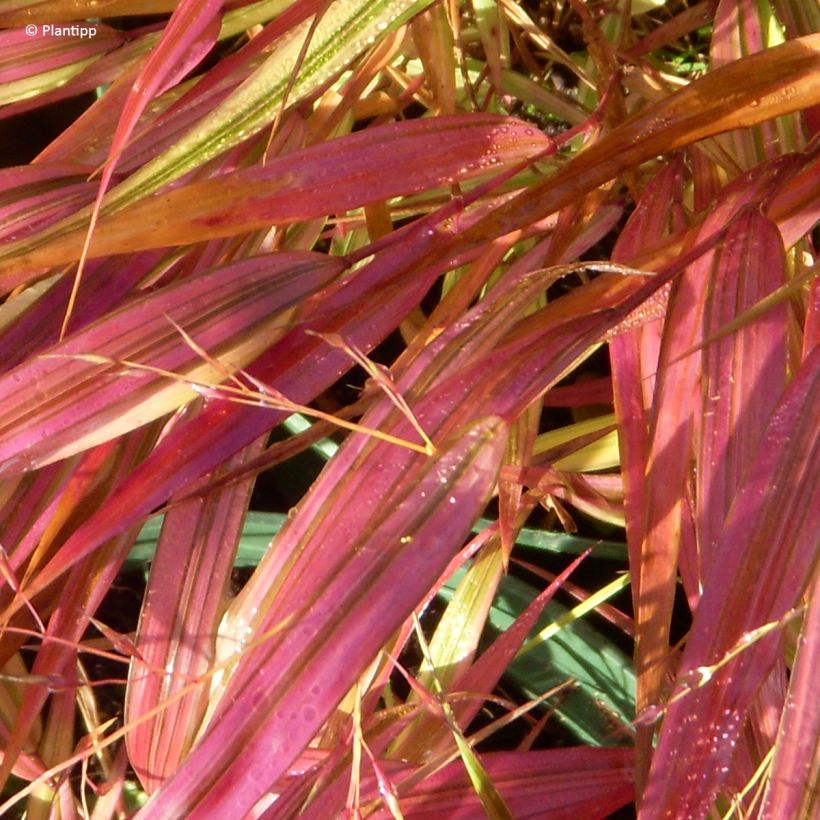 Hakonechloa macra Mulled Wine - Erba della foresta giapponese (Fogliame)