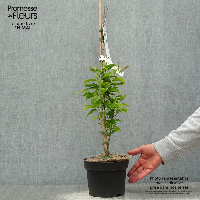 Halesia carolina UConn Wedding Bells Vaso da 2L/3L esemplare consegnato in primavera