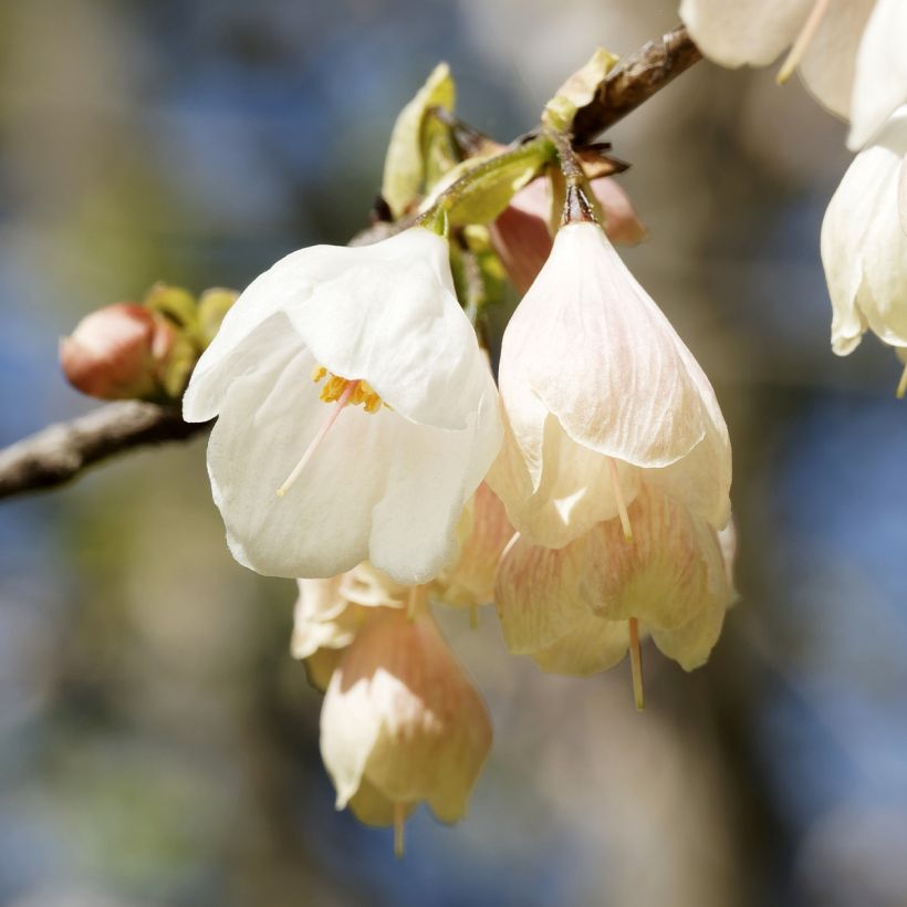 Halesia carolina UConn Wedding Bells (Fioritura)