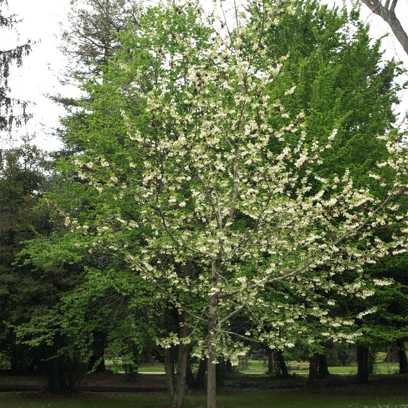 Halesia carolina UConn Wedding Bells (Porto)