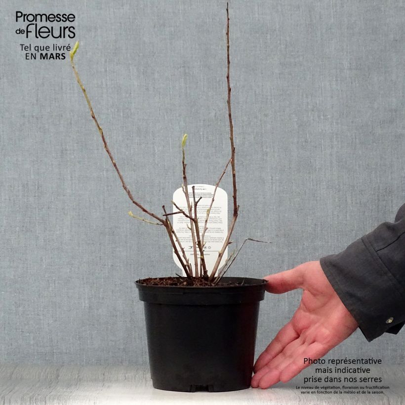 Halesia monticola Variegata Vaso da 2L/3L esemplare consegnato in primavera