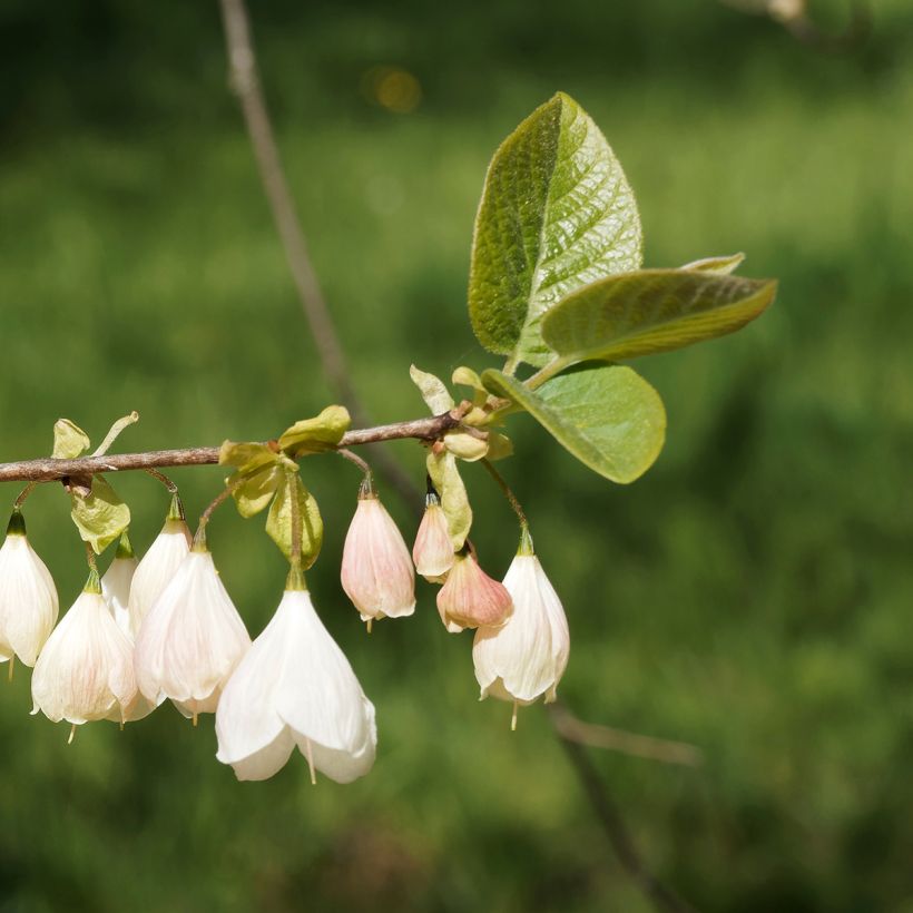 Halesia carolina var. monticola (Fioritura)