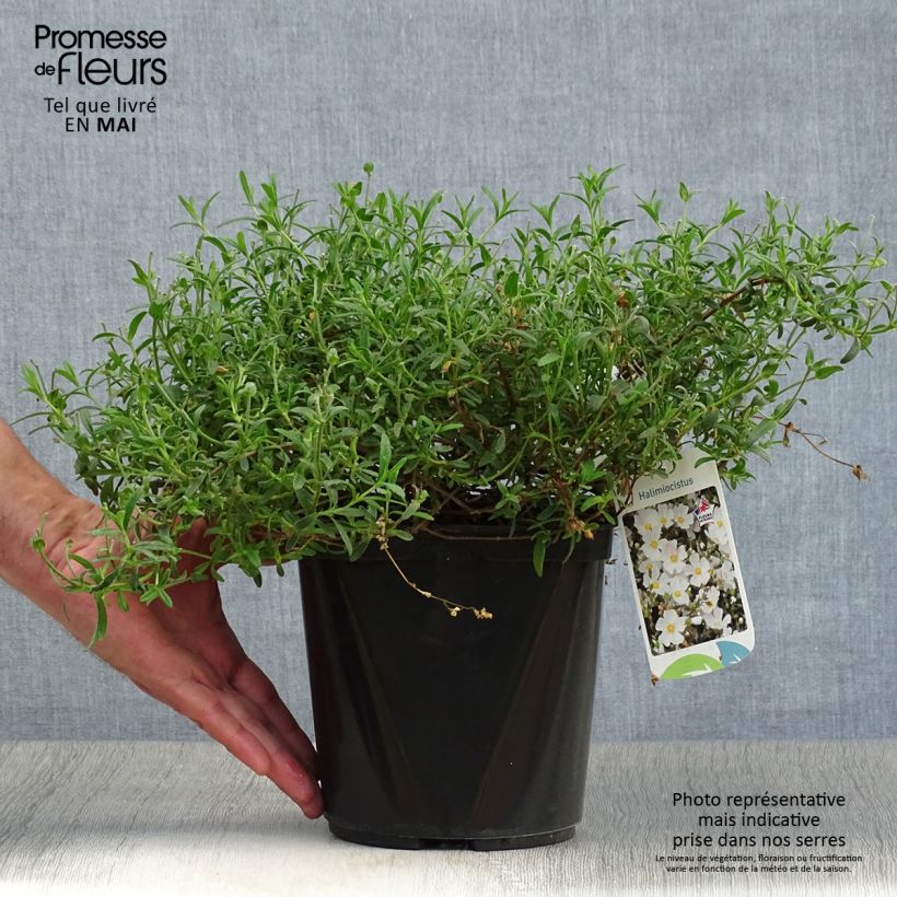 Example of Halimiocistus sahucii Vaso da 4L/5L as you get in printemps