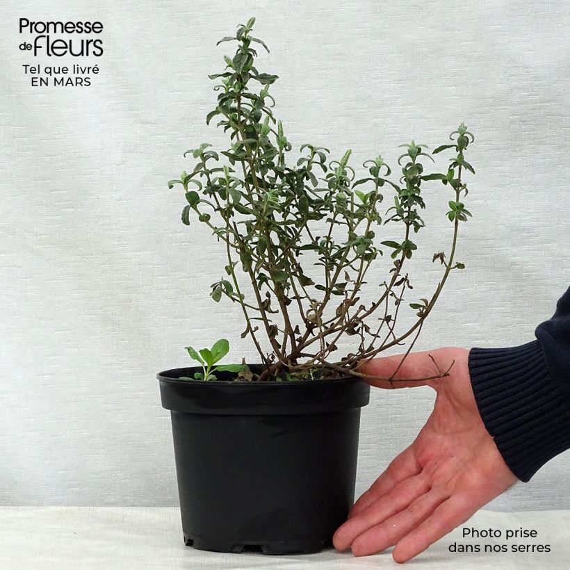 Example of Halimiocistus wintonensis Merrist Wood Cream Vaso da 2L/3L as you get in printemps