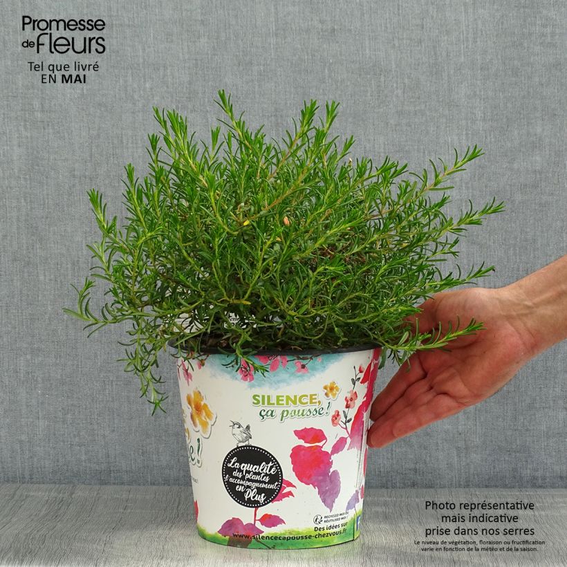 Halimium commutatum Vaso da 4L/5L esemplare consegnato in primavera