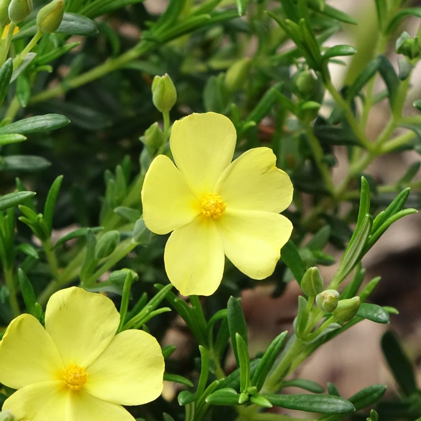 Halimium libanotis April Sun (Fioritura)
