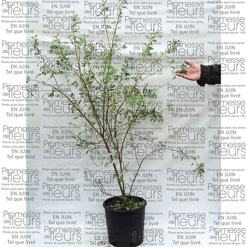 Esempio di esemplare Halimodendron halodendron Vaso da 12L/15L come consegnato