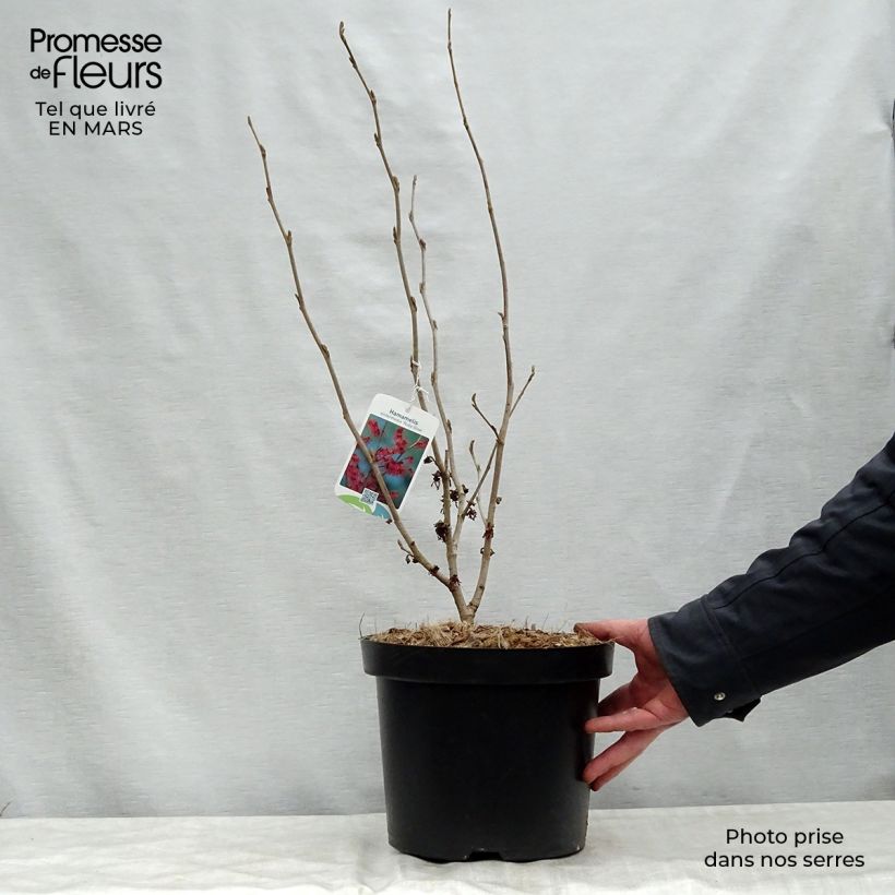 Example of Hamamelis intermedia Ruby Glow - Amamelide Vaso da 6L/7L as you get in printemps