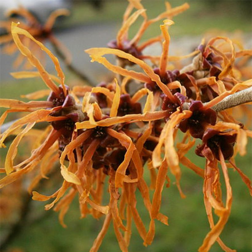 Hamamelis intermedia Jelena - Amamelide (Flowering)