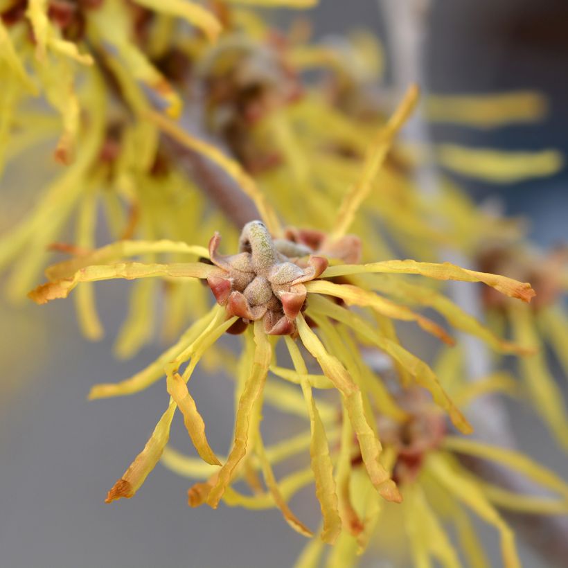 Hamamelis intermedia Arnold Promise - Amamelide (Flowering)