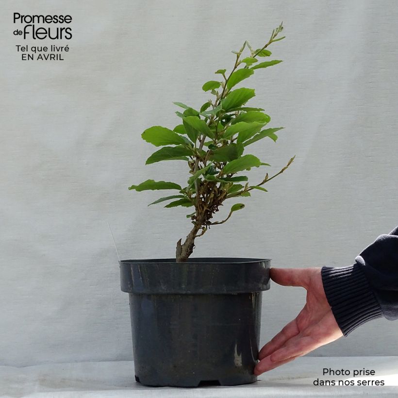 Example of Hamamelis intermedia Arnold Promise - Amamelide Vaso da 4L/5L as you get in printemps