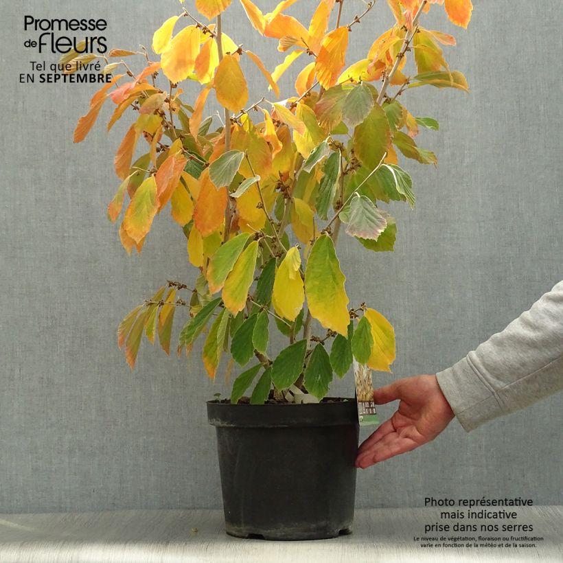 Esemplare di Hamamelis intermedia Arnold Promise - Amamelide Vaso da 3L/4L come consegnato in autunno