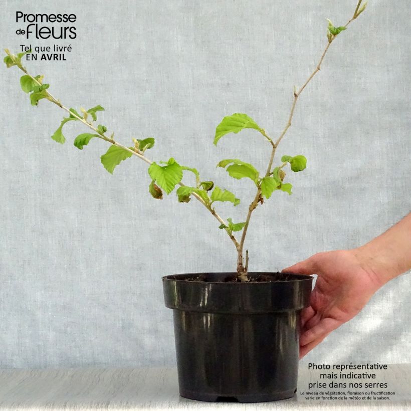 Example of Hamamelis intermedia Diane - Amamelide Vaso da 4L/5L as you get in printemps