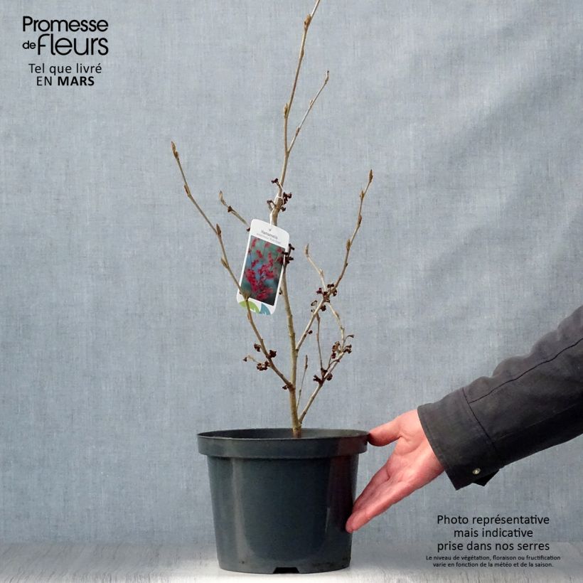 Example of Hamamelis intermedia Ruby Glow - Amamelide Vaso da 4L/5L as you get in printemps