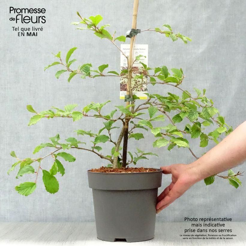 Example of Hamamelis japonica Pendula - Amamelide Vaso da 6L/7L as you get in printemps