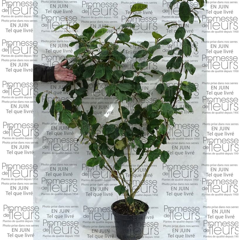 Example of Hamamelis mollis Pallida - Amamelide cinese Vaso da 7,5L/10L as you get