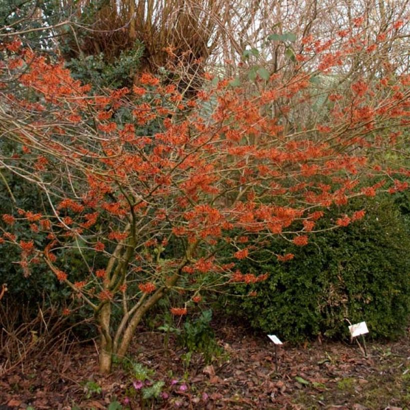 Hamamelis intermedia Ruby Glow - Amamelide (Plant habit)
