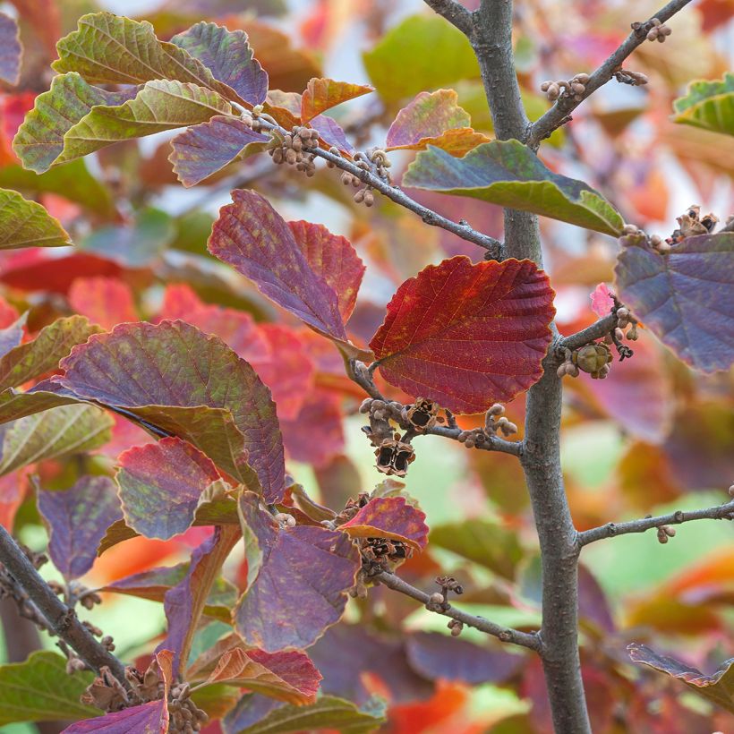 Hamamelis vernalis Amethyst - Amamelide (Foliage)