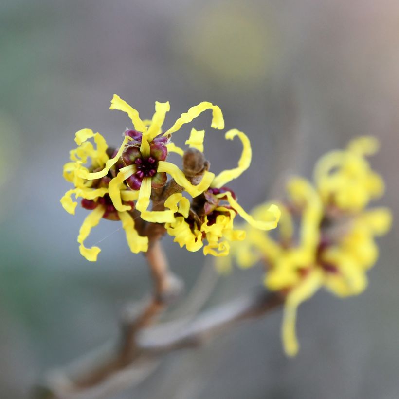 Hamamelis virginiana - Amamelide (Flowering)