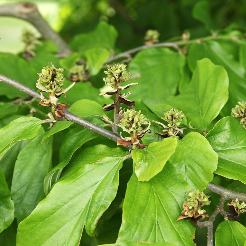 Hamamelis virginiana - Amamelide (Foliage)