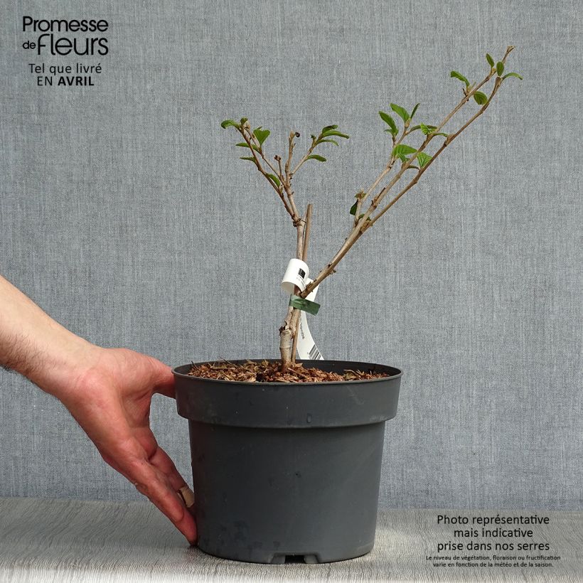 Example of Hamamelis intermedia Aphrodite - Amamelide Vaso da 3L/4L as you get in printemps