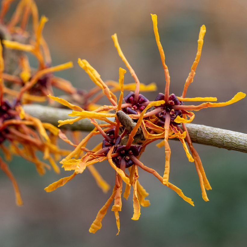 Hamamelis intermedia Aphrodite - Amamelide (Flowering)